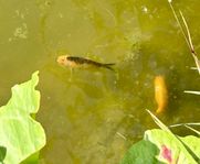 Dammfisk