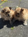 pomeranian valpar 