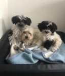 Bichon Havanais 
