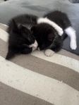 Kattungar