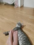 super duper mysigt katt kille söker nytt hem!