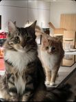 omplacering av två katter