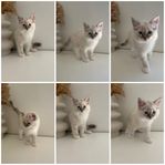 kattunge