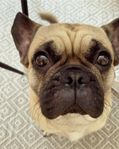mops/fralla 4,5 år