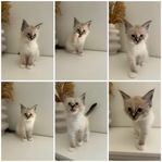 kattunge