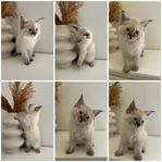 kattunge