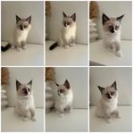kattunge