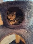 kattflicka 