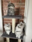 Chinchilla perser / Brittisk långhår kattungar