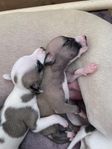 whippet valpar 