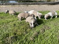 whippet valpar 