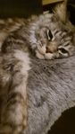 Maine Coon hona 4,5 år söker sitt för-alltid-hem
