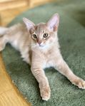 Foxholm Luke - Somali kattunge