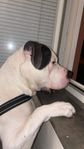 American Bully standard 