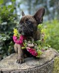 Fransk bulldog, veterinär besiktigad utan anmärkning