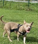 american Bully 