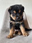 rottweiler och schäfer blandning