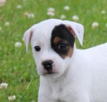 Jack Russell valp