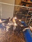 Grönvärpare kycklingar och brahma kycklingar