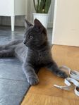 Sökes Kattunge 