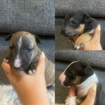 Miniatyrbullterrier valp