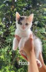 Kattungar