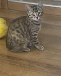 Kattunge
