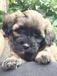 Havanais / Lhasa valp 7 v