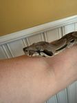 1.0 Boa constrictor imperator