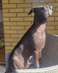 Mexikansk nakenhund 