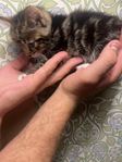 kattunge hane