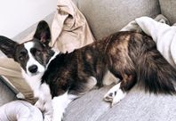 corgi cardigan