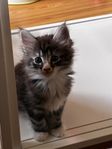 kattunge