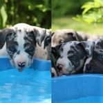 DBB’s American bully kull
