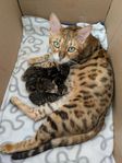 Bengalblandisar 2 honor 