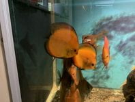 discus 10-14cm par 