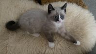 Kattunge ragdoll