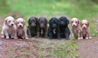 Australian Labradoodle WALA 19 juli