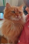 sibirisk katt rödhårig 4år omplacering 
