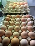 Kochin-ägg