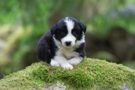 bordercollie hanvalpar leveransklara 