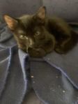 kattungar 
