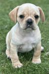 Unika Royal frenchel (Fransk bulldog Cavalier mix)