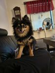 Pomeranian 75 % , Chihuahuan 25 % tik