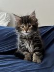main coon blandras