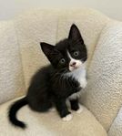 Kattungar norsk skogkatt blandras 