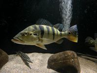 Cichla piquiti/azul