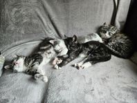 Katt Maine coonblandning