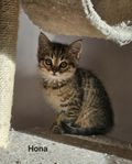 Europeisk huskatt / Bonnkatt