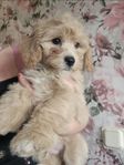 cavapoo mini hane